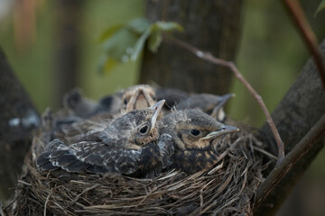 Little chicks in the nest in the wild. Animals, birds, nature, house, beak, defenseless, feathers, new generation