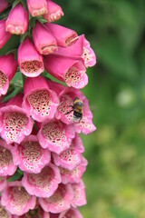 On the pink flowers of a poisonous foxglove plant flies a bumblebee © Marcus