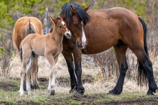 Touching scene of adorable Hucul horse and pony resting outdoors