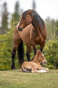 Hucul breed horses resting in the meadow