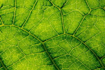 macro photography of leaf texture - 525621783