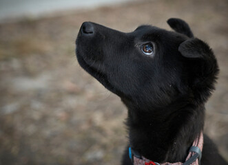 Portrait of a dog in profile in nature. Animal, puppy, black dog, cute, loyal friend