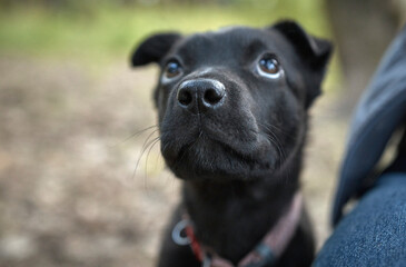 Portrait of a dog that looks up. Home pet, friend, black, walk, nose in focus, blurred background