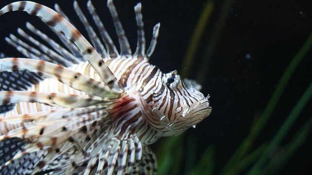 Closeup of a lionfish swimming on a dark background