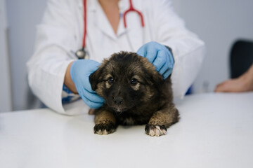 Examining dog. Vet examining cute puppy standing on table 