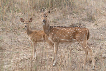 Naklejka na ściany i meble Mother and child chital also known as spotted Indian deer, chital deer, and axis deer (Axis axis) in Bandhavgarh national park India. 
