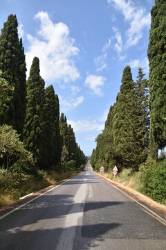 Viale dei Cipressi Bolgheri