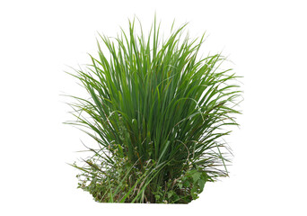 Grass isolated transparency background.
