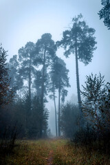 Beautiful forest on a foggy autumn morning. Footpath in the dark, fairy, autumn, mysterious forest, among high trees with leaves.
