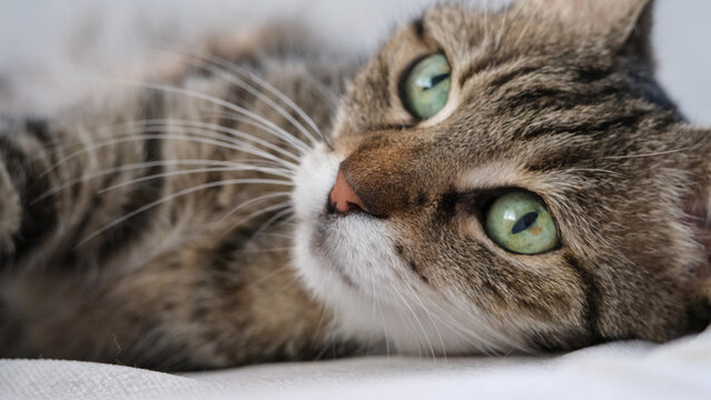 Beautiful green eyed tabby cat 