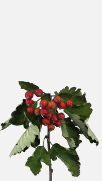 Time lapse of drying Sorbus Aria (whitebeam or common whitebeam) tree leaves and red berries isolated on white background, vertical orientation 