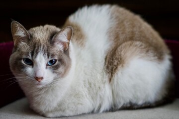 gato domestico de ojos azules 