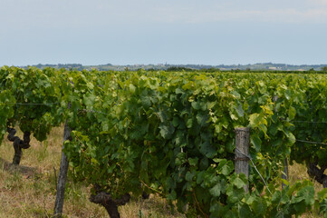 Fototapeta na wymiar Pieds de vigne dans la campagne bordelaise