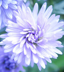 Bluewood Daisies come from North America which has a purplish or bluish color and tends to be white. By the time of the morning the blue daisies bloom with dew covered.