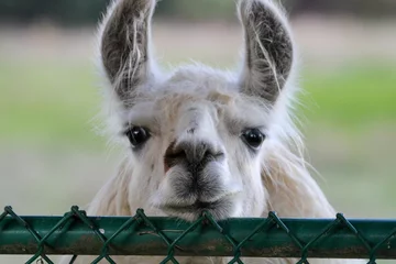 Acrylic prints Lama Closeup shot of a cute lama on a farm