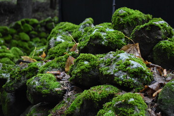 moss on the stone