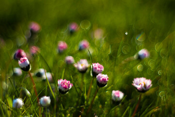 daisy flowers in morning dew with natural bokeh, soft focus