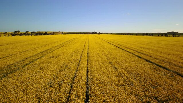 Drone footage of Canola fields of Geraldton, Western Australia.