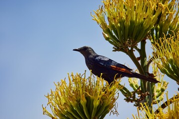 Closeup of the red-winged starling, Onychognathus morio.