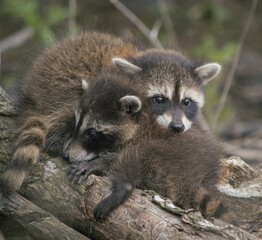 Closeup shot of sibling raccoons hugging each other in their habitat