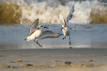 Two Semipalmated Sandpipers Stop During Migration on Beach in Delaware and Seem to Do a Fun Dance