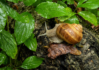 Large snail with a brown shell on a tree trunk in the rain