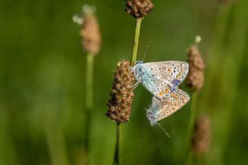 Close-up of connected praying mantis butterflies in a meadow