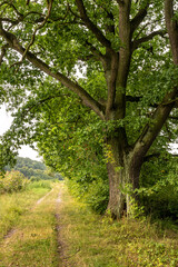 Fototapeta na wymiar Road amidst greenery running past a beautiful oak tree