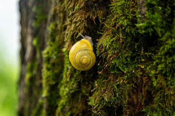 Snail with a yellow shell on the trunk of a mossy tree in the rain