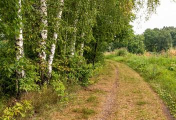 Fototapeta na wymiar Road with birch trees among greenery