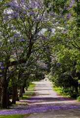 Beautiful shot of a walkway lined with Jacaranda flowering plant