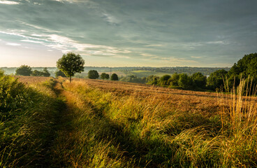 Fototapeta premium Road through fields lit by the setting sun with a lone tree in the background