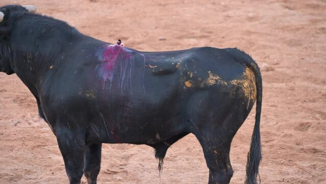 A bull in a spanish bullfighting arena. High quality 4k footage
