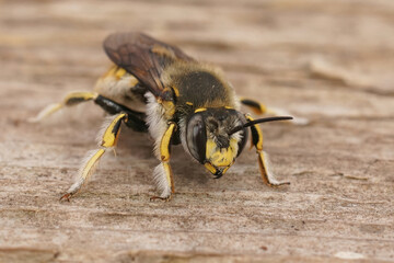 Closeup on a male European common carder bee, Anthidium manicatum sitting on wood