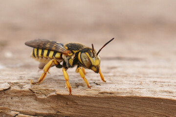 Closeup on the small and colorful Grohmann's, Yellow-Resin Bee, Icteranthidium grohmanni sitting on...