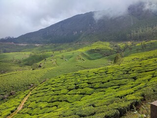 Misty fog Cloudy tea valley