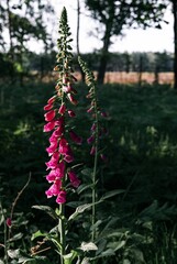 Vertical shot of a flowering Foxglove plant in a field © Richard Slater/Wirestock Creators