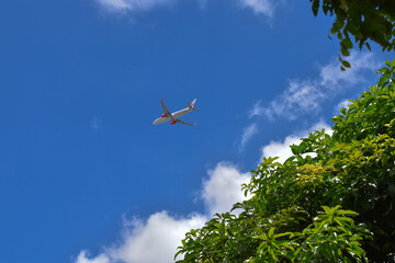 Look at the blue sky, look through the leaves, see the plane Fly above the bright sky in the middle of nature, outdoors.