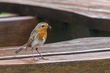 Robin with insect and bread in beak