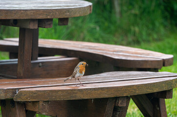 Robin with insect and bread in beak