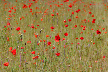 Field of poppies in bloom, Stony Hills, Hertfordshire