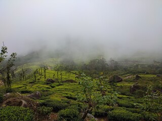 Misty fog Cloudy tea valley