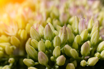 Surprisingly beautiful soft elegant white spring small flower with buds on a green background in the rays of sunlight macro. Beautiful exquisite graceful easy airy artistic image