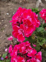Pink flowers in a garden