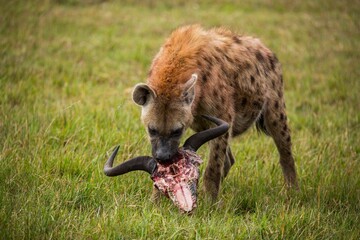 Spotted hyena with a wildebeest skull