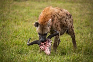 Zelfklevend Fotobehang Spotted hyena with a wildebeest skull © Aju4/Wirestock Creators