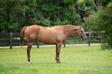 Naklejka premium Profile of a quarter horse mare wearing a halter