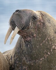 Vertical portrait of a walrus in the arctics at Svalbard