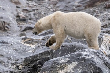 Closeup of a polar bear on a rocky shore at Svalbard