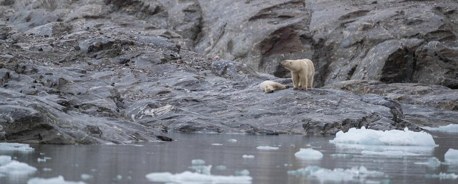 View Of Polar Bears On A Rocky Shore Against Melting Ice At Svalbard